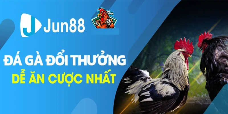 Chơi đá gà chân thật tại Jun88